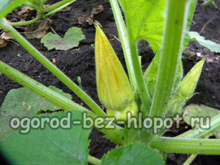 Culture et entretien des courges