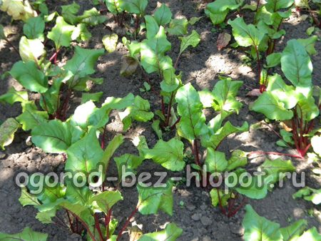 Cultivo de remolacha en suelo negro
