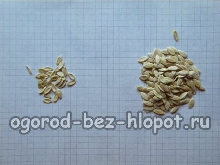 Rejetez les graines de concombre abîmées.