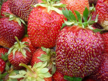 Fragola Queen Elizabeth: descrizione della varietà, foto, recensioni