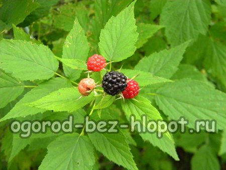 Comment cultiver des framboises noires dans son jardin