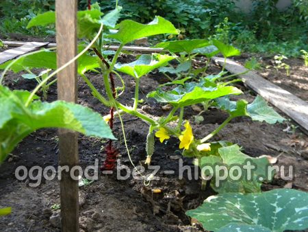 Направи си сам подпори за краставици