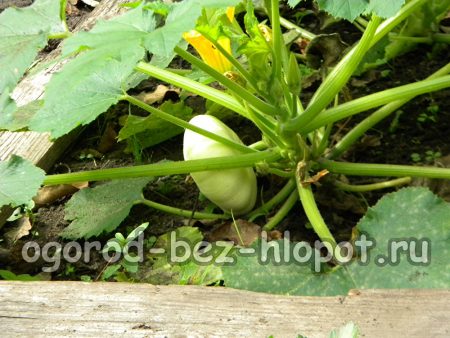 Comment cultiver des courges