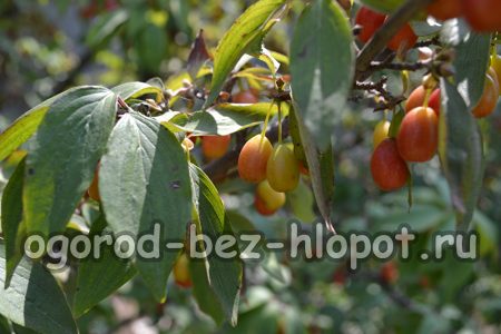 Anpflanzen und Pflegen von Hartriegel