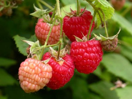 Come trapiantare i lamponi in una nuova posizione in autunno
