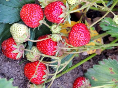 Fraise Zenga Zengana : Description de la variété, photos, avis