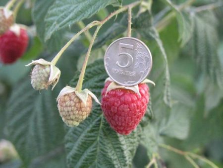 Framboise « Hercules » : description de la variété,