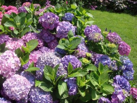 Comment transplanter un hortensia à un nouvel emplacement en automne
