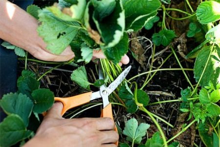 Potatura delle fragole in preparazione all'inverno
