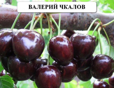Ciliegia "Valery Chkalov": descrizione della varietà, recensioni