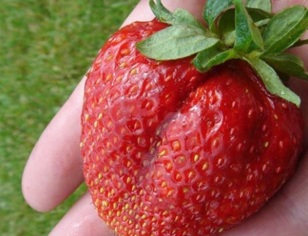 Fresa Gigantella: Descripción de la variedad, fotos, reseñas