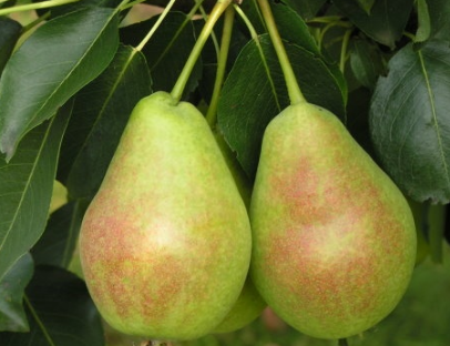 Poire « Prosto Maria » : description, photo, avis