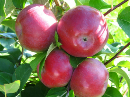 Pommier Lobo : Description, photos, avis