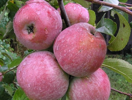 Pommier Welsey : description, photos, avis