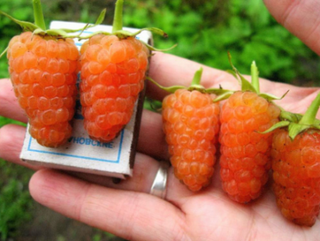 Frambuesa "Orange Miracle": descripción de la variedad, reseñas