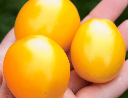 Pomodoro "De Barao": caratteristiche e descrizione della varietà