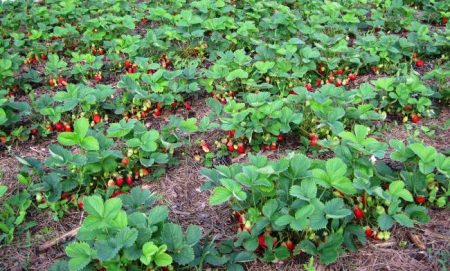 Plantation de fraisiers en automne