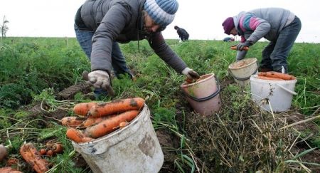 Wann man Karotten für die Lagerung ernten sollte