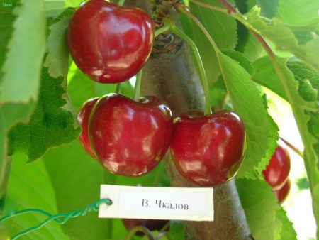 Valery Chkalov Cherry: Recensioni