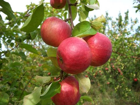 Pommier Zhigulevskoye : description, photos, avis