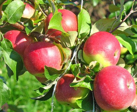 Pommier Welsey : description, photos, avis