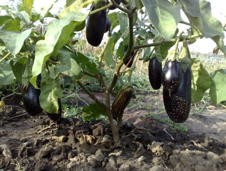 Aubergine « Black Beauty »