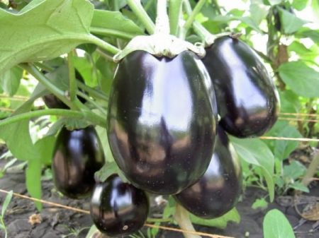 Aubergine « Black Beauty » : description de la variété, photo