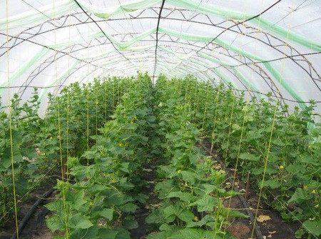 Cuidado de los pepinos en invernadero desde la siembra hasta la cosecha