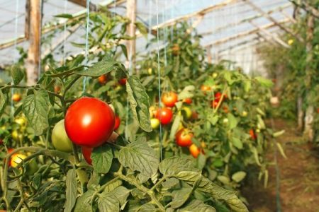 Tomaten im Gewächshaus anpflanzen