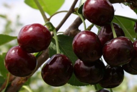 Ciliegia "Iput": descrizione della varietà