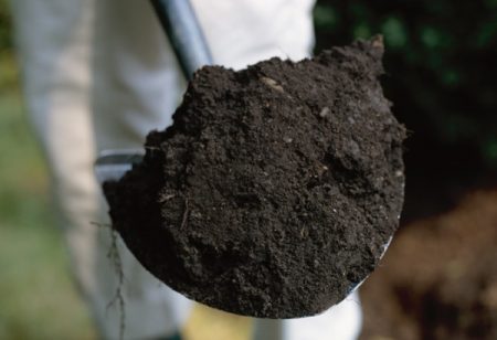 Suelo negro en el campo: ventajas y desventajas