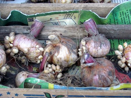 When to dig up gladioli for the winter