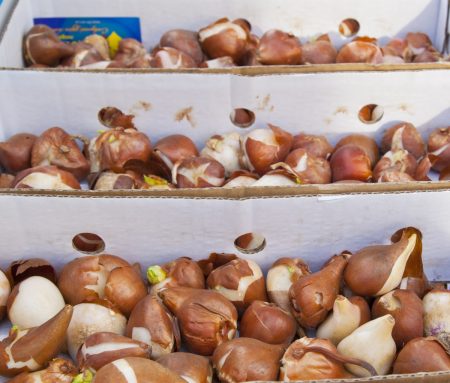 How to store tulip bulbs