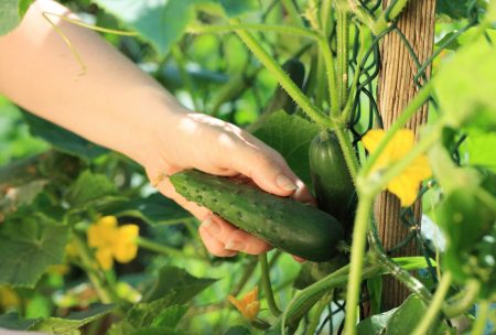 Les meilleures variétés de concombres pour la pleine terre : avis