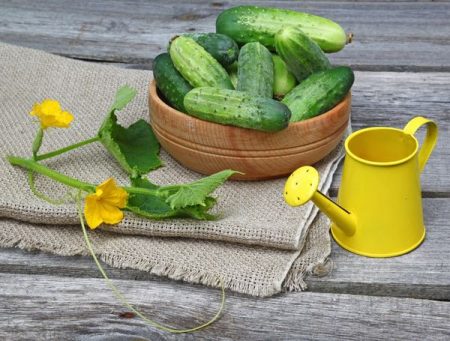 Fertilisation des concombres en serre à l'aide de remèdes traditionnels