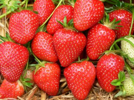 Fraise Zenga Zengana : description de la variété, photo