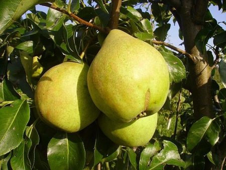 Poire « Prosto Maria » : description, photo, avis