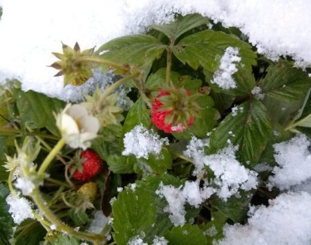Come preparare le fragole per l'inverno