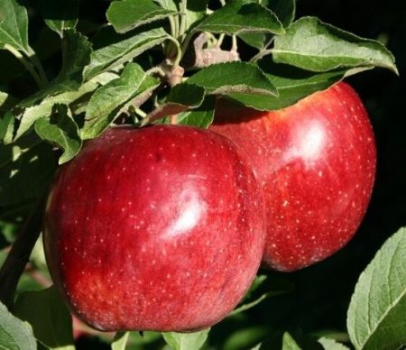 Pommier Lobo : Description, photos, avis