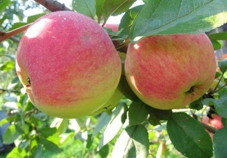 Apple tree Melba: περιγραφή, φωτογραφία,