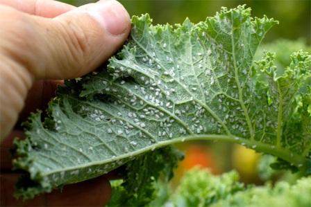 Come sbarazzarsi degli afidi su un melo