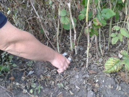 Come trapiantare i lamponi in una nuova posizione in autunno