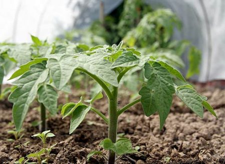 Comment arroser les tomates après la plantation en serre