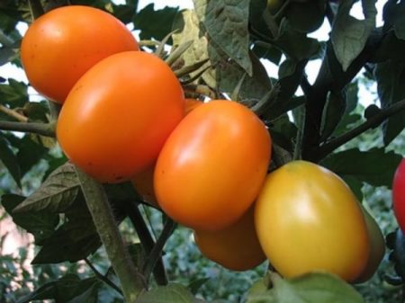 Pomodoro "De Barao": caratteristiche e descrizione della varietà