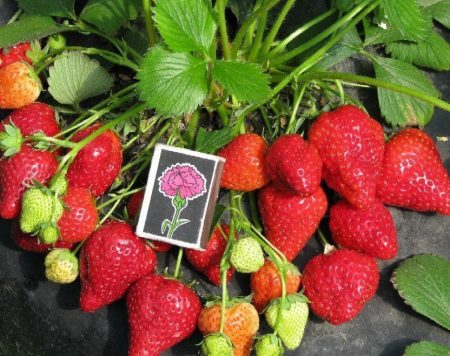 Fragola Queen Elizabeth: descrizione della varietà, foto, recensioni