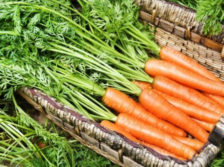 Wann man Karotten für die Winterlagerung ernten sollte