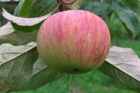 Pommier rayé cannelle : description, photo