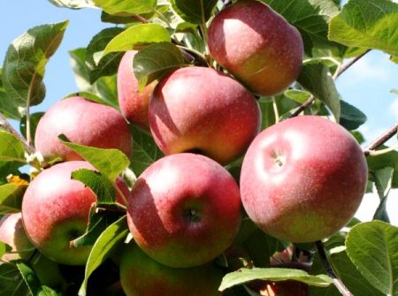 Pommier Lobo : description