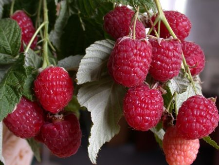 Framboise « Hercules » : description de la variété, photo