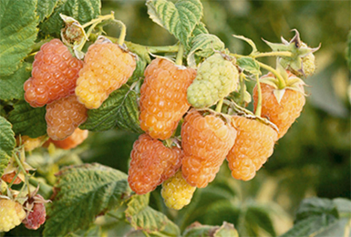 Frambuesa Milagrosa Naranja: Reseñas